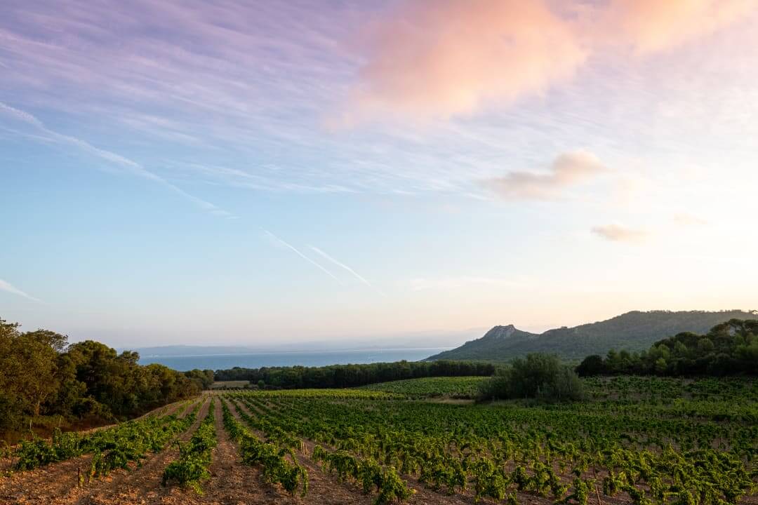 Vignes de Porquerolles pour la production des vins rosé et vins blancs du Domaine de l’Ile